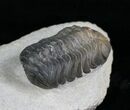 Detailed Phacops Trilobite From Morocco #4231-1